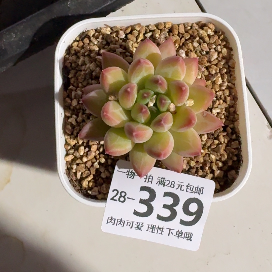 胖体青花瓷无盆土发货无