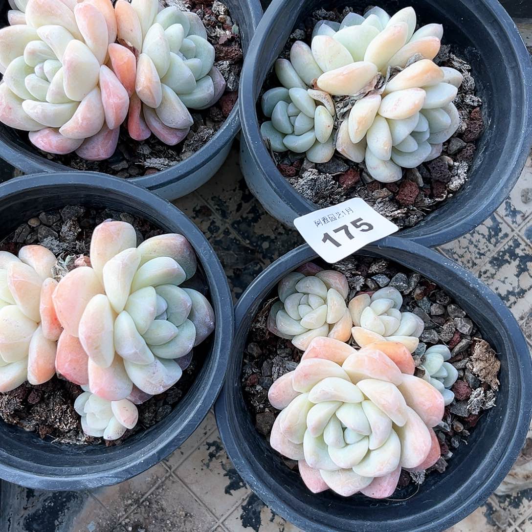 阿雅园艺。    脱土发货175