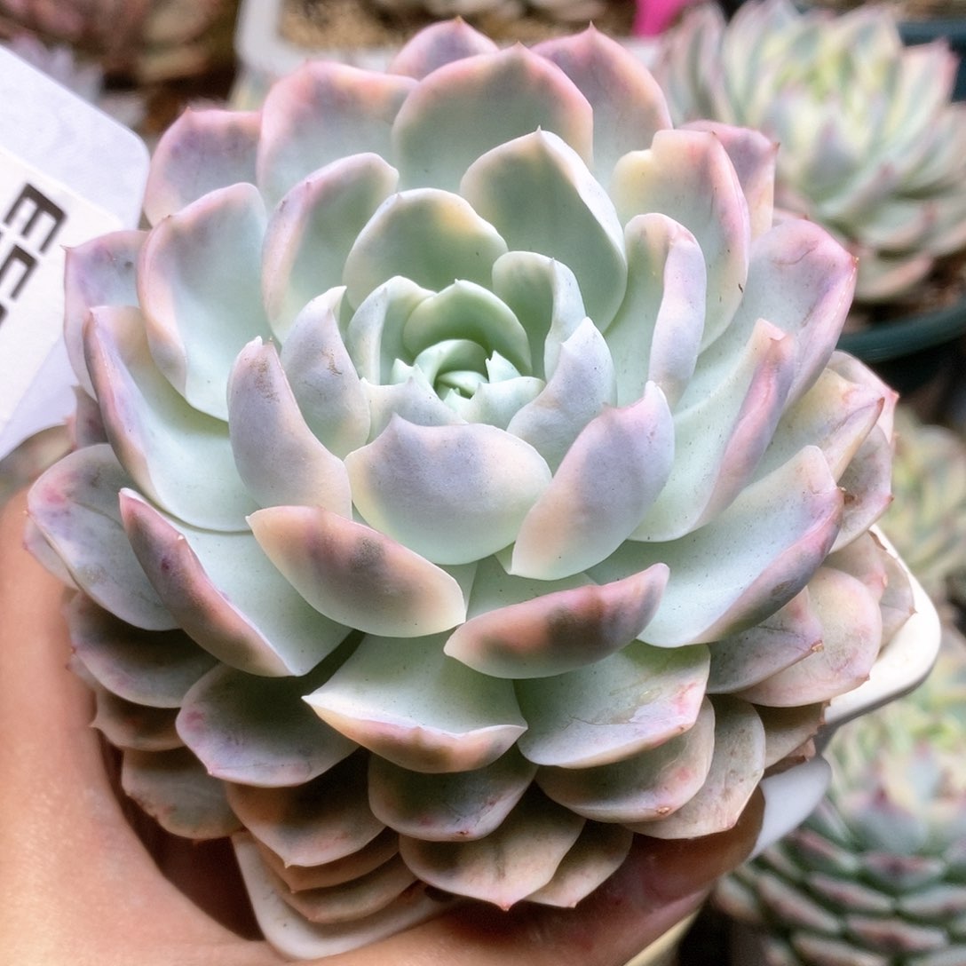 053淡雪锦锦锦锦锦锦