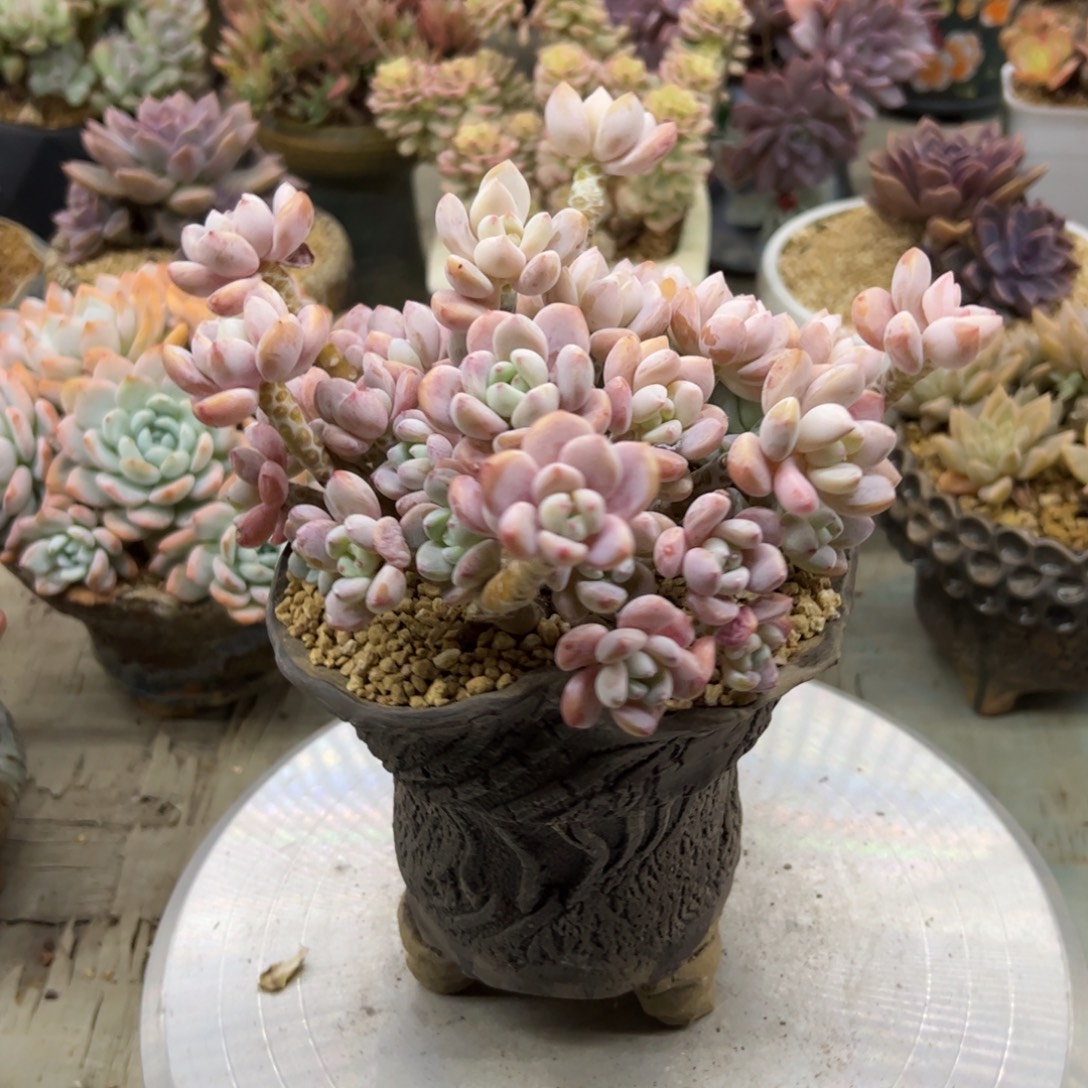 露凝香48 零零多肉植物