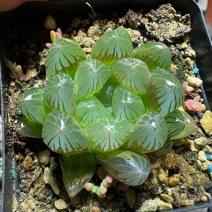 890宫灯玉露脱土发货