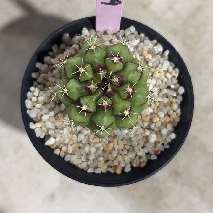 129-0429泰国发货多肉