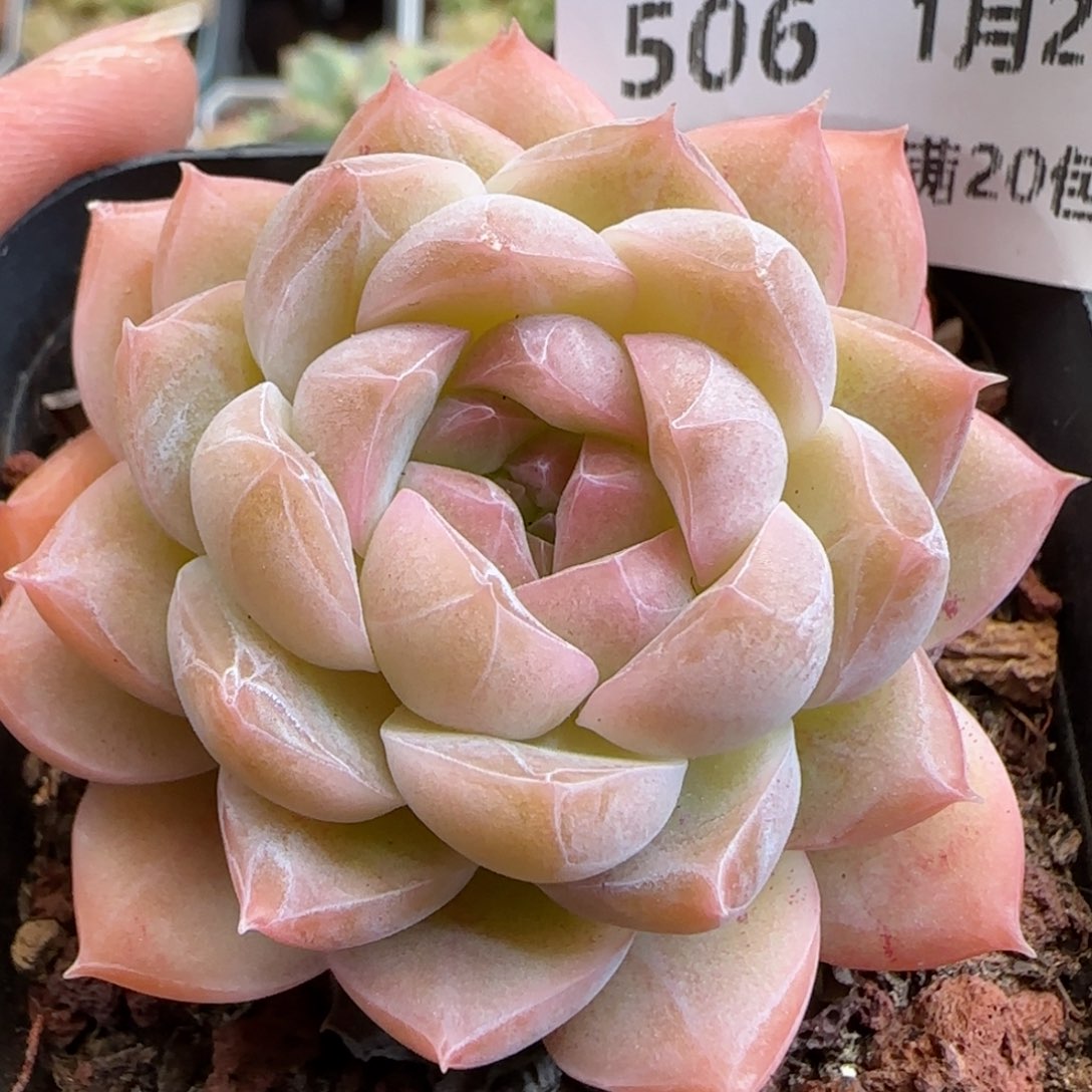 花语逸镜0125-506