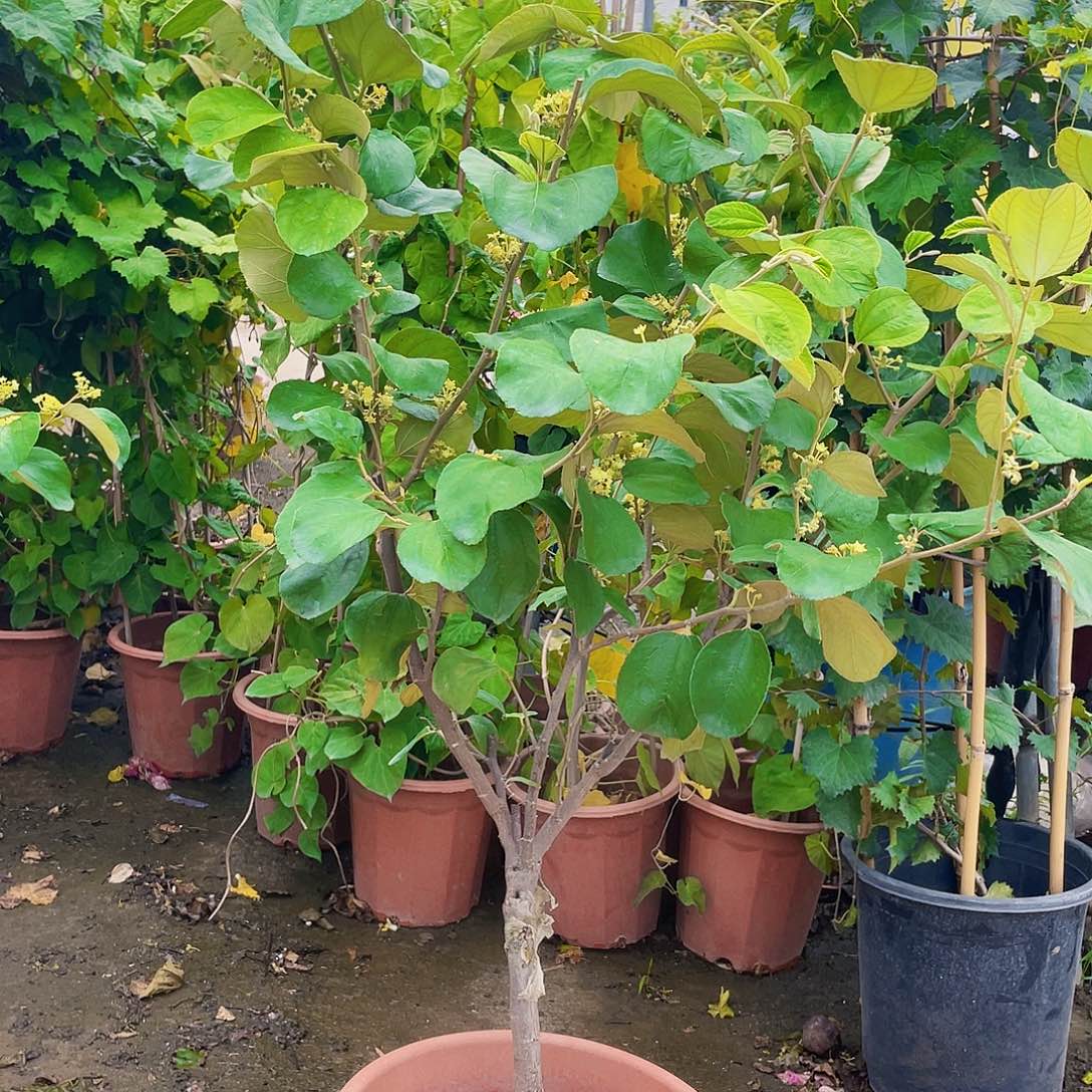 完全开放111111111