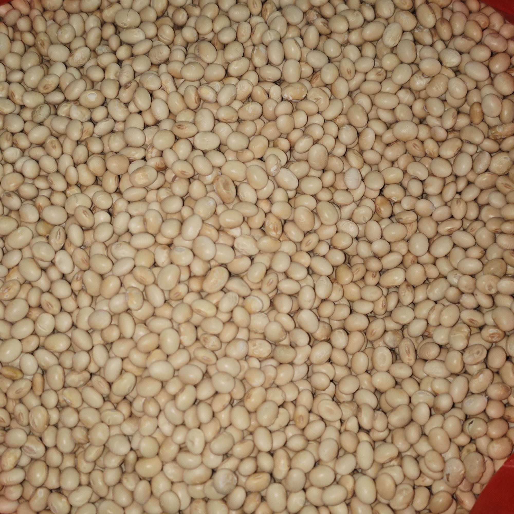 农家自种黄豆 25年新货 打豆浆 做种子 颗粒饱满