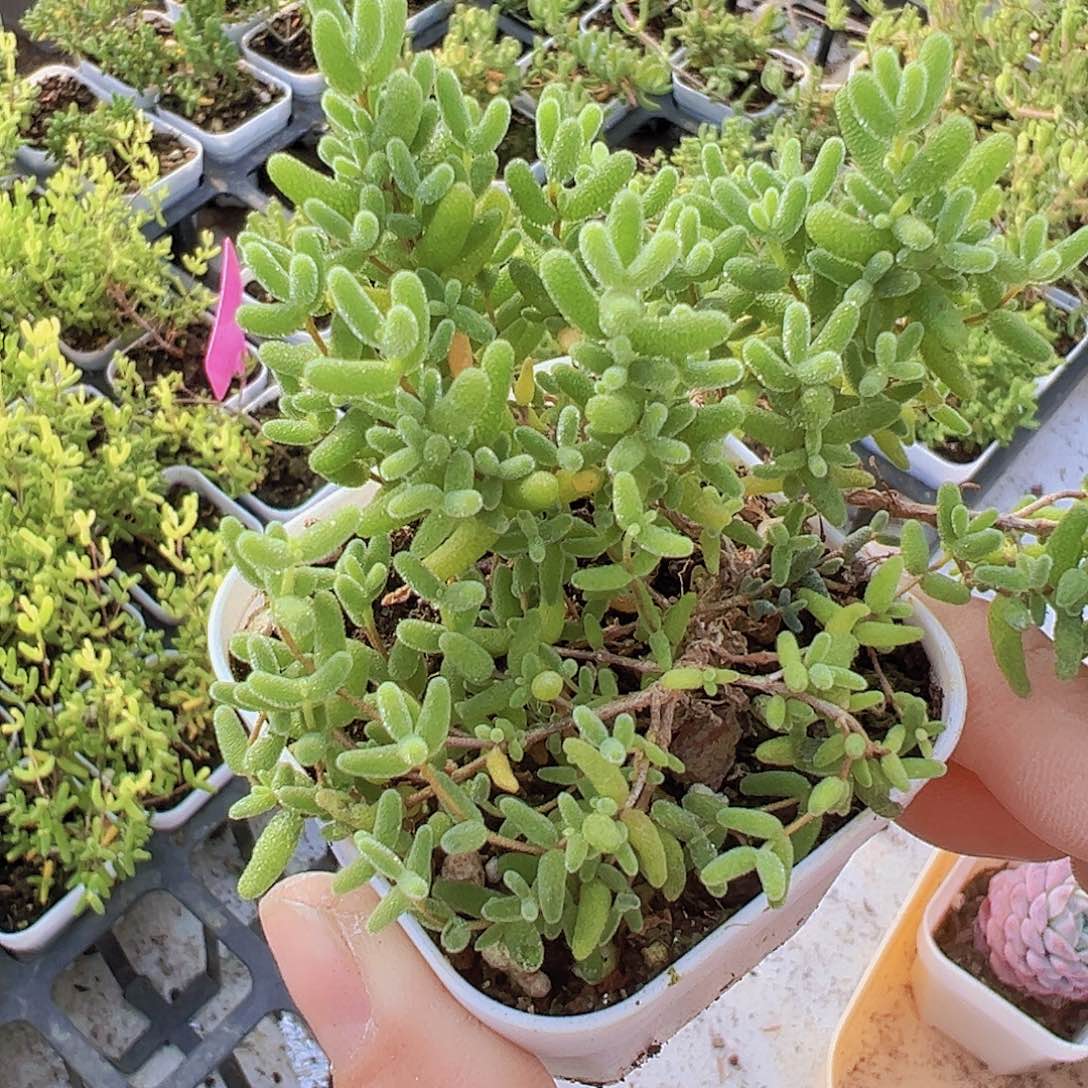 蜜桔枝干19包邮多肉