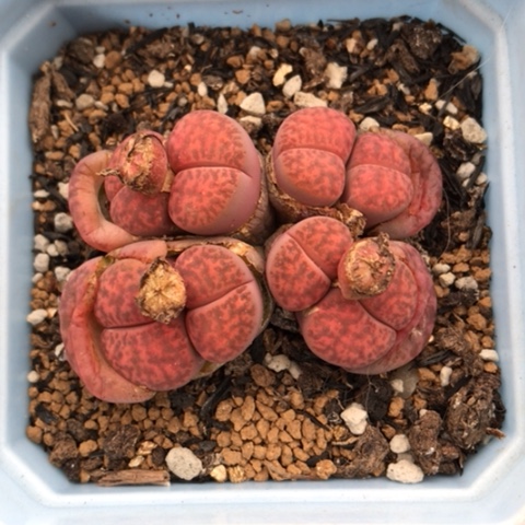 多肉肉锥 岛田紫柘榴群