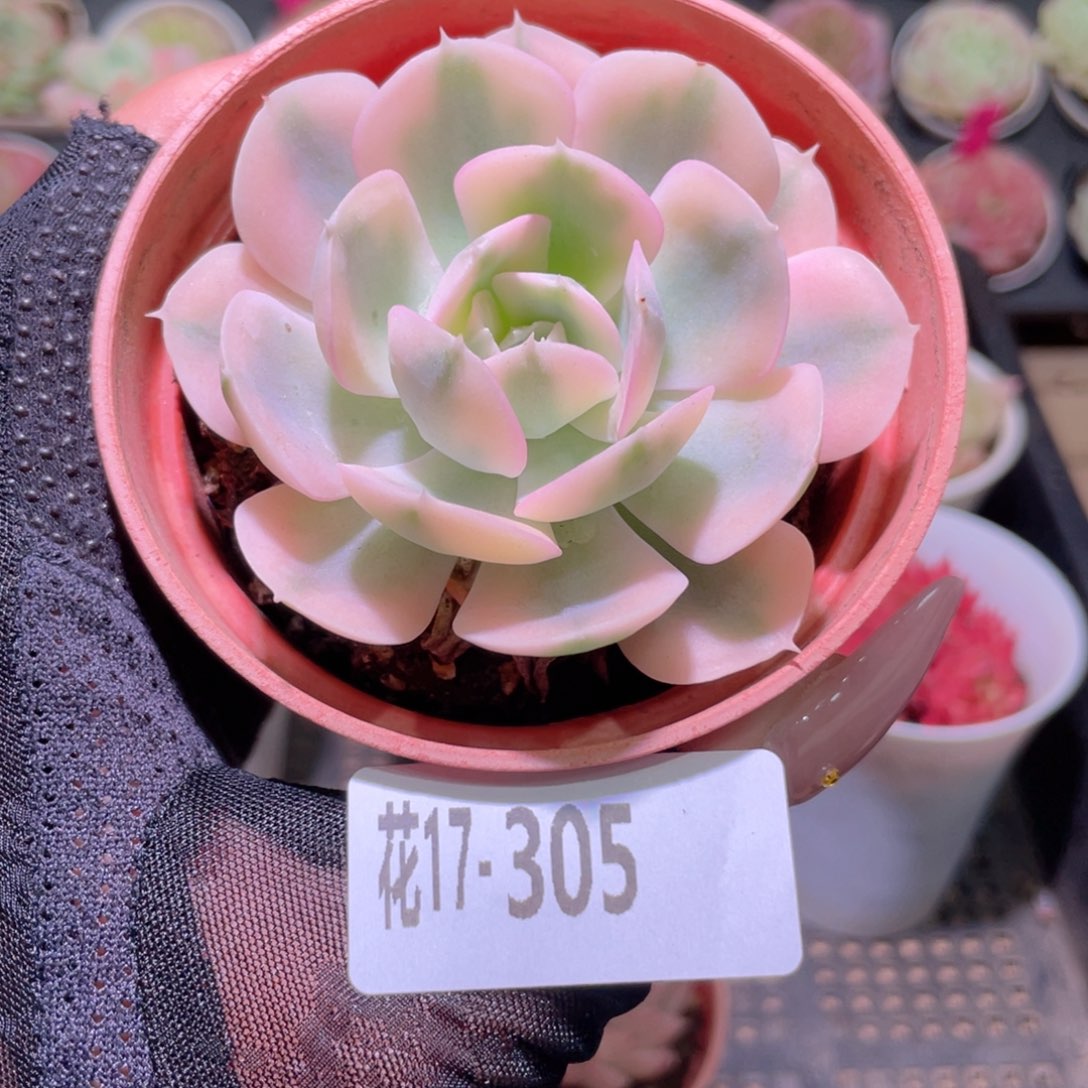 花利美17-305鲁氏锦