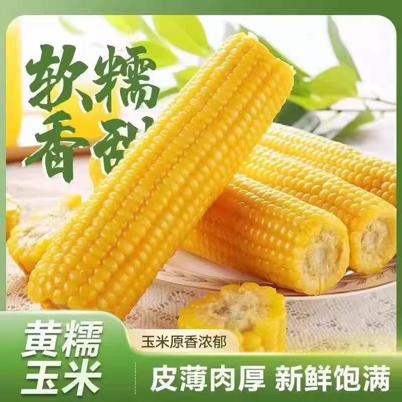 【整箱5斤试吃4棒】8-10根黄糯玉米真空包装250-350克