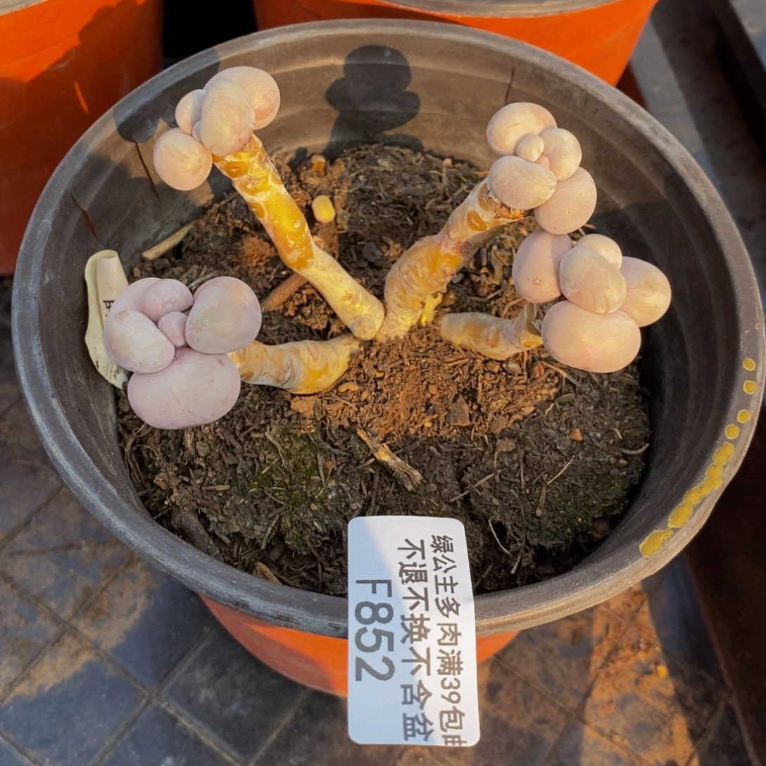 芭比奶酪852/9c m