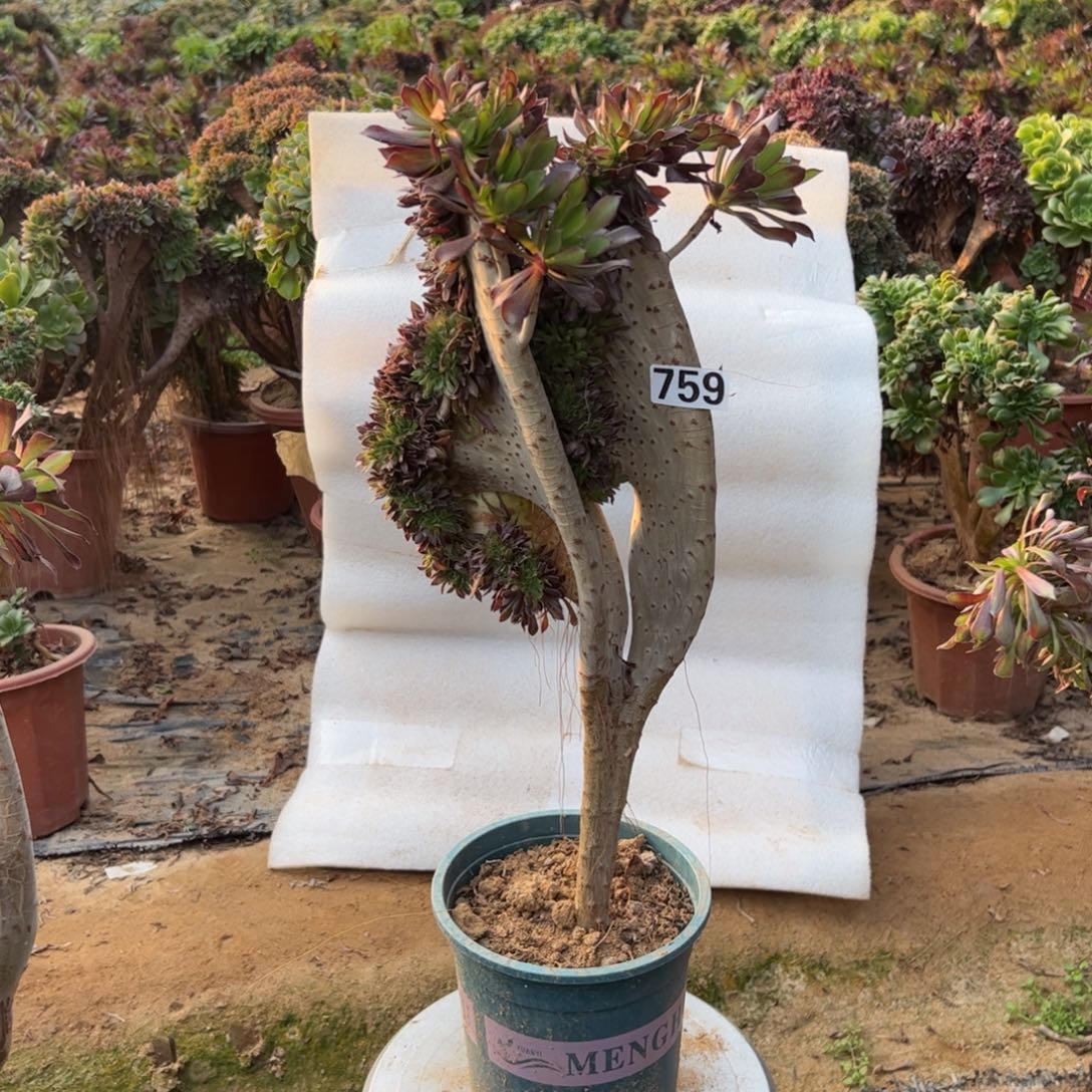 有伤黑缀759高度47厘米