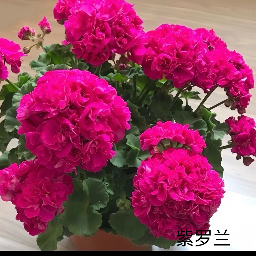 【紫罗兰】（一盆包邮；拍三发四）