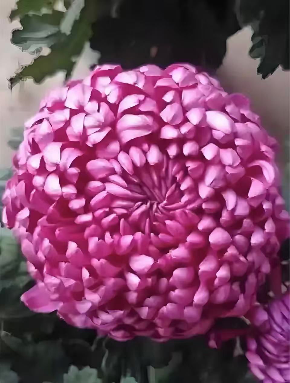 【紫绣球】大花富贵菊九月大菊盆栽室内外