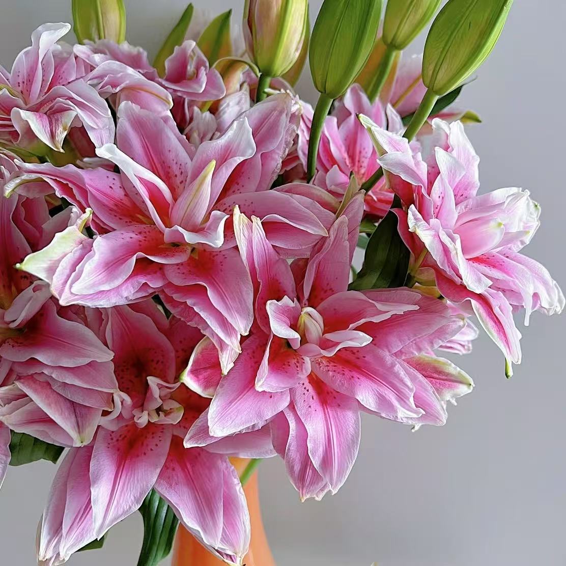 【植迷不误】西亚拉重瓣百合 居家 插花 云南鲜花 基地包邮直发 