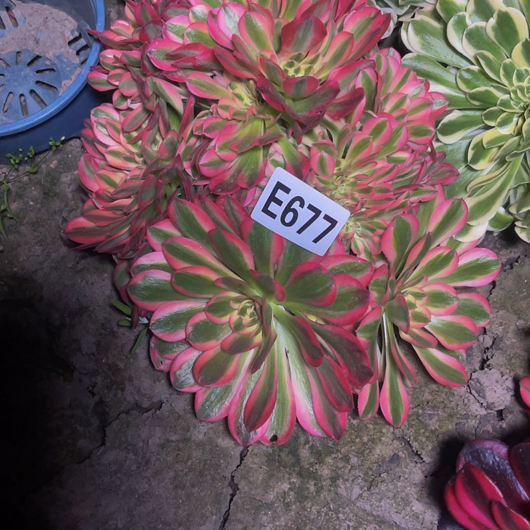 红绣法师28/31包邮法师