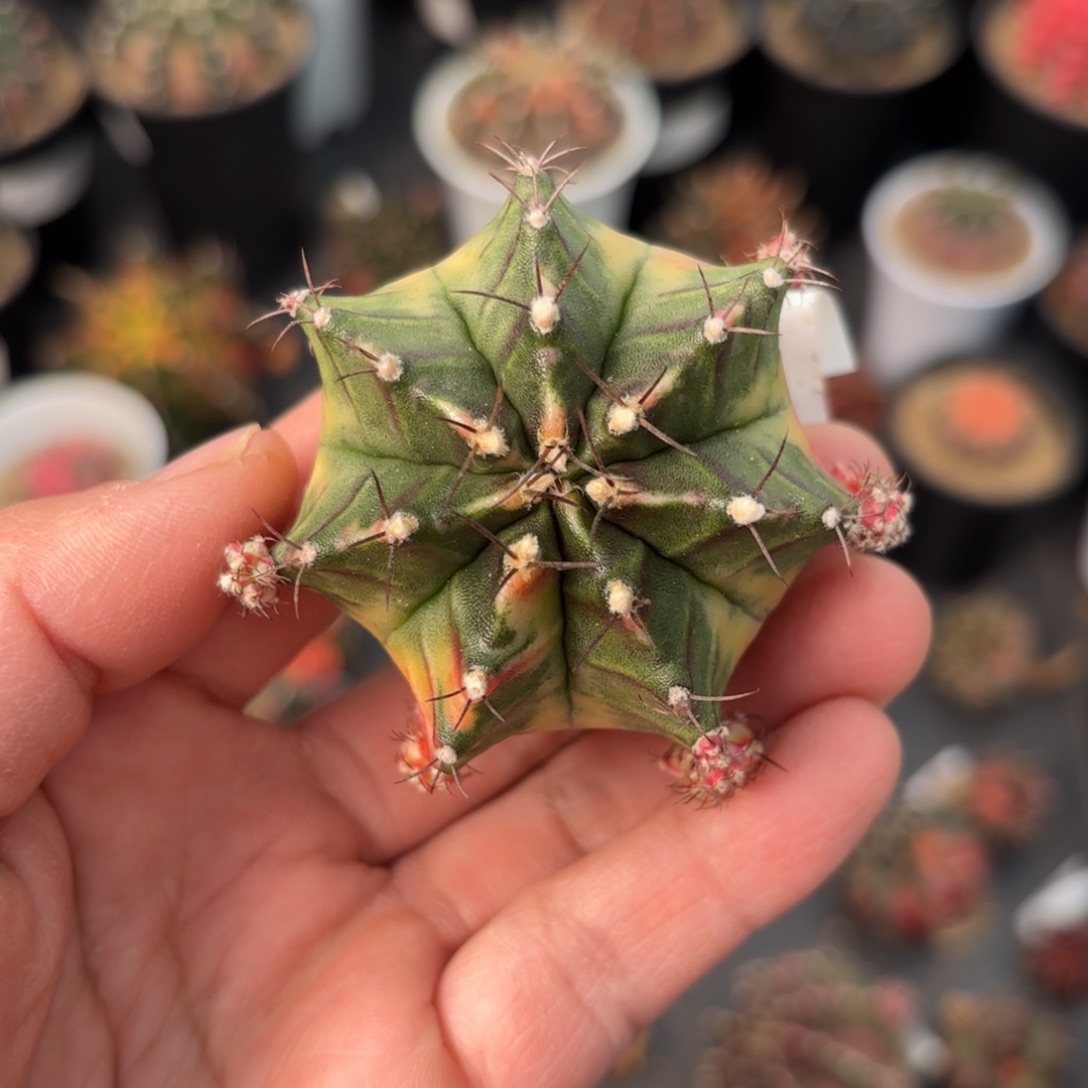 泰系米哈仙人球300