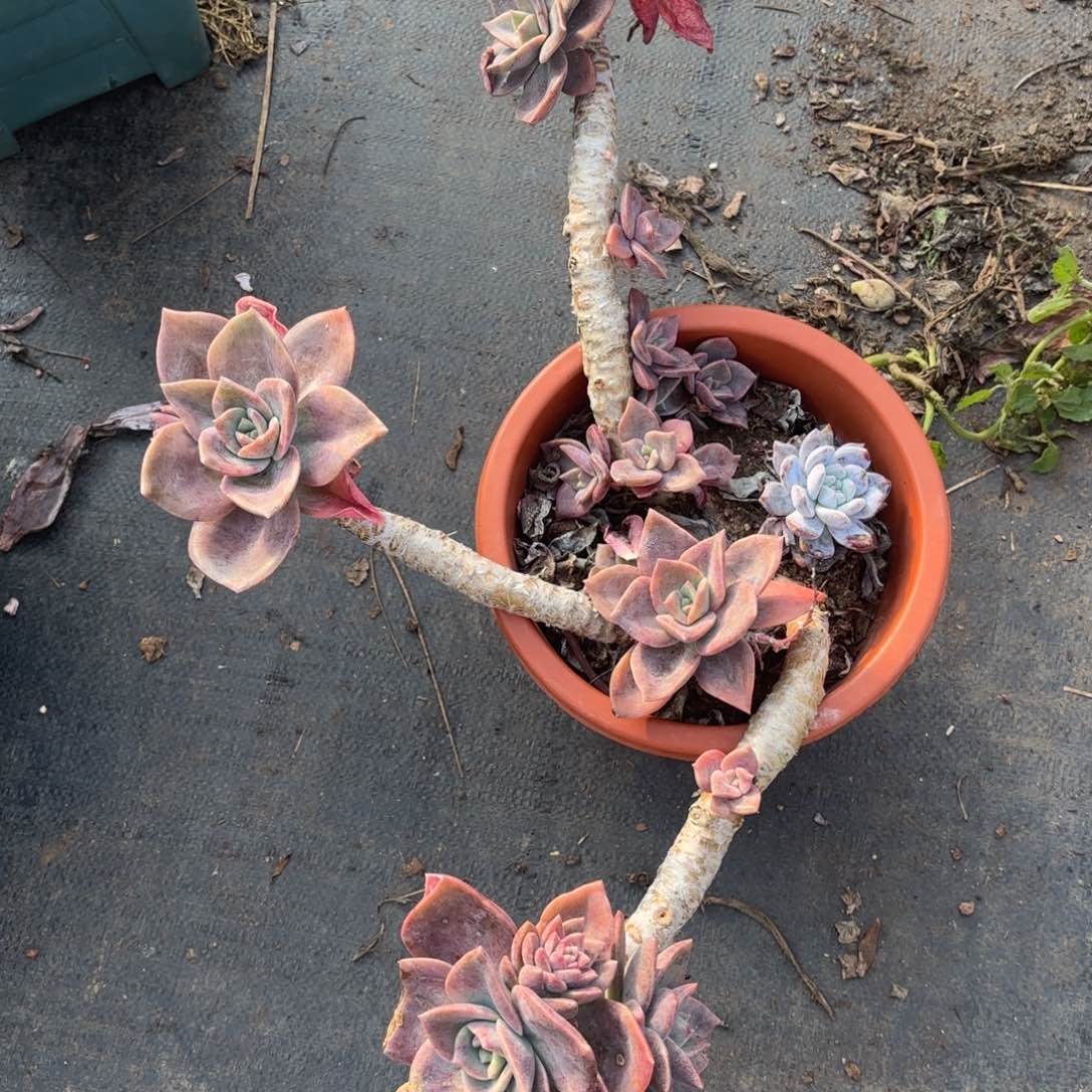 @****录50号老庄多肉植物