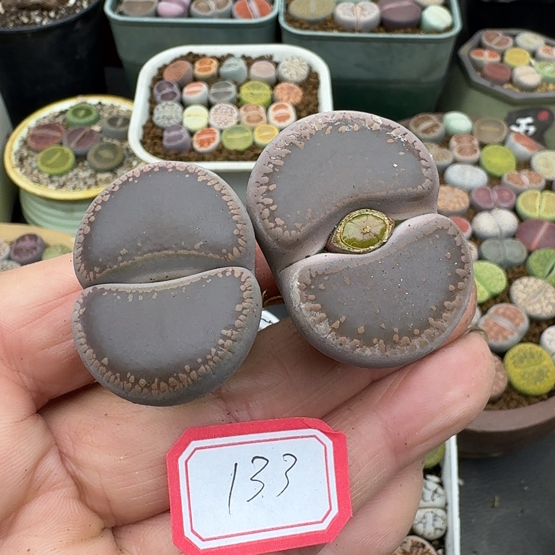 133多肉哈哈哈哈哈哈哈哈