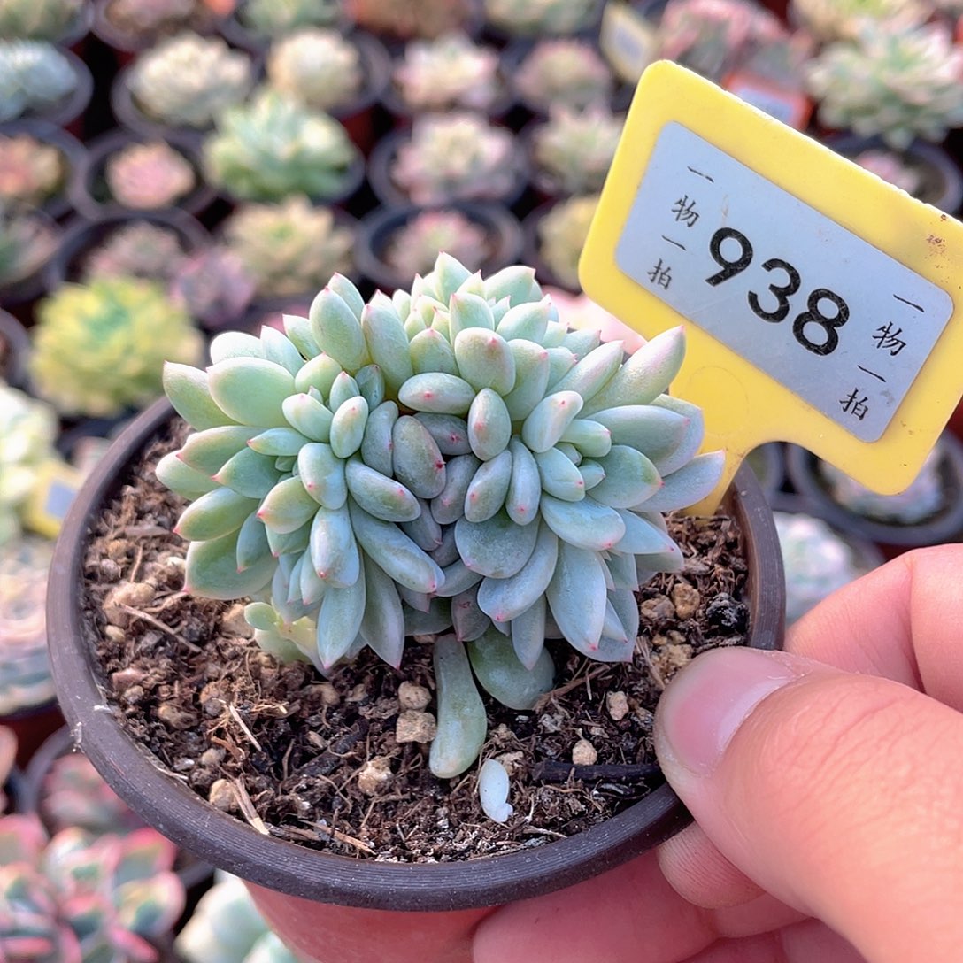 永***里938号多肉植物盆栽