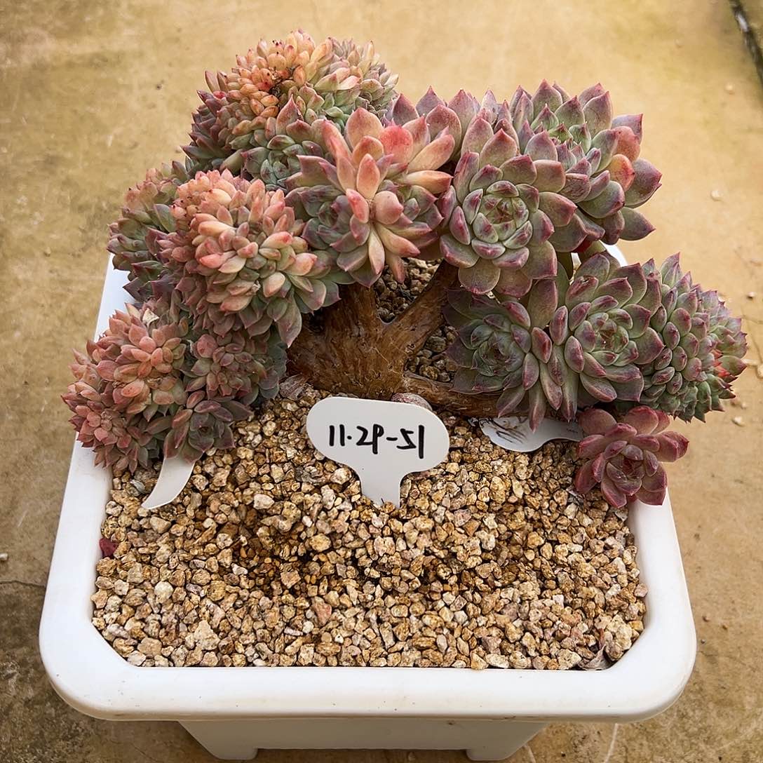 小***妹1129-51母本冰魄缀（微瑕）