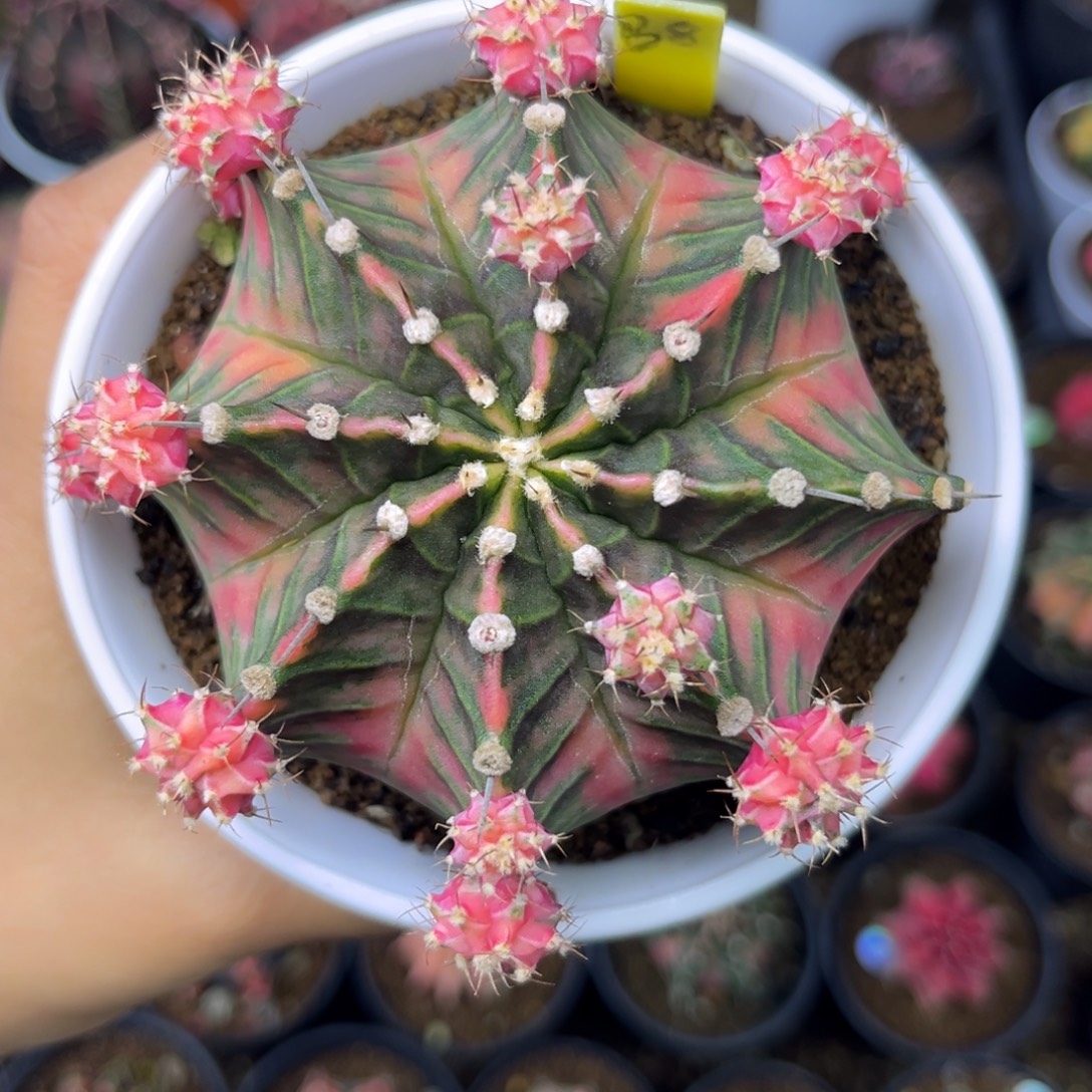 B8 泰系大肋骨锦 带盆土发货