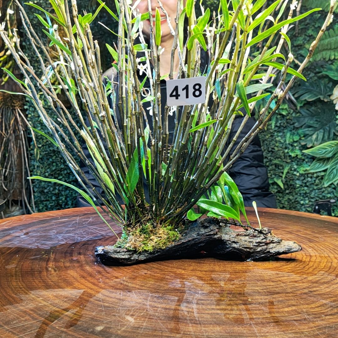 【闪购商品】418铜皮花，铁线蕨