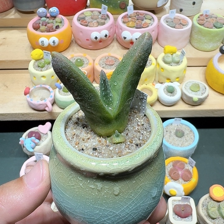 红陶蘑菇490怪奇鸟