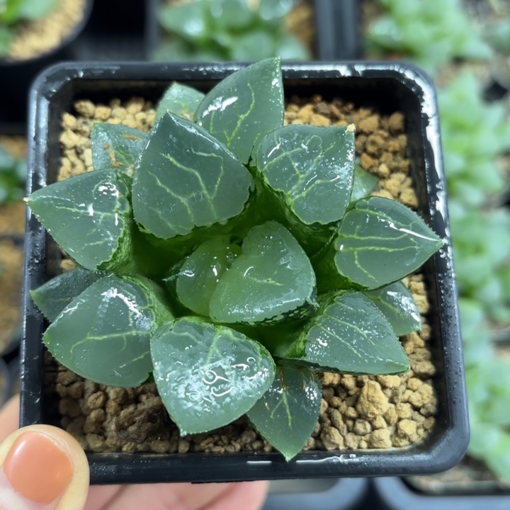 池田玻璃克多肉植物