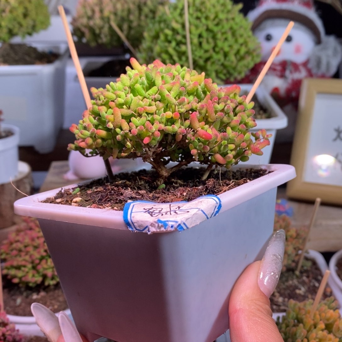 蜜橘带盆土发货一物一拍