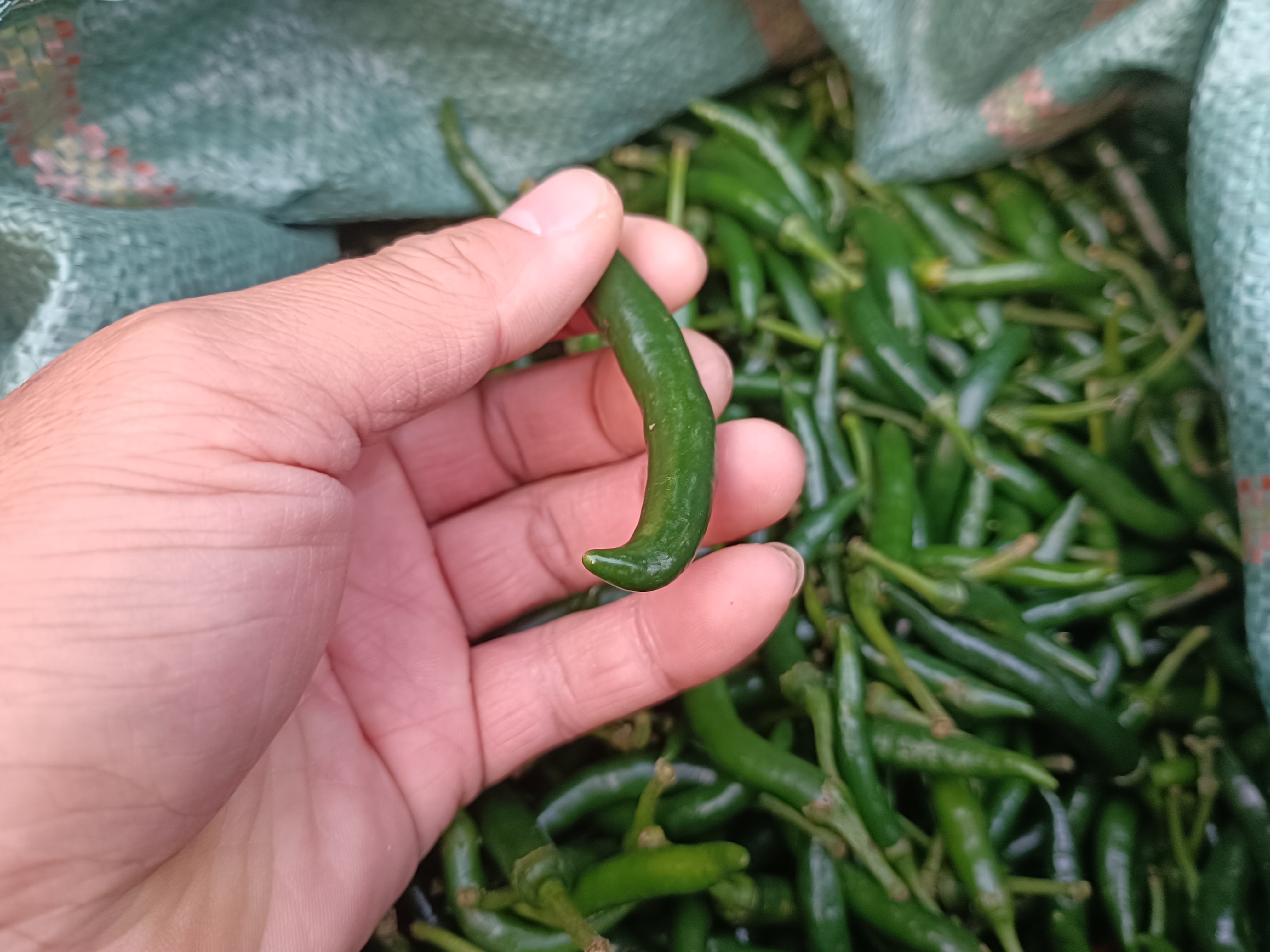 小米辣椒 小米清椒