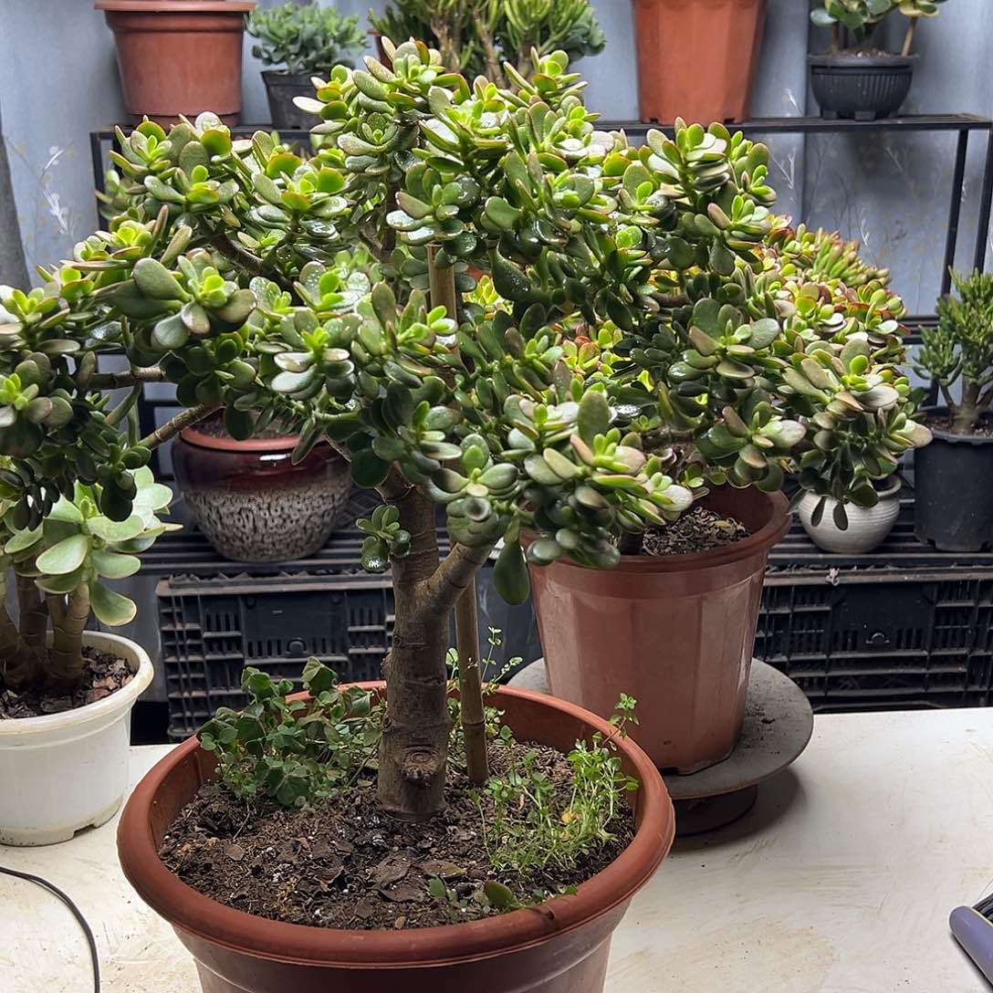 6年摇钱树带土球发货