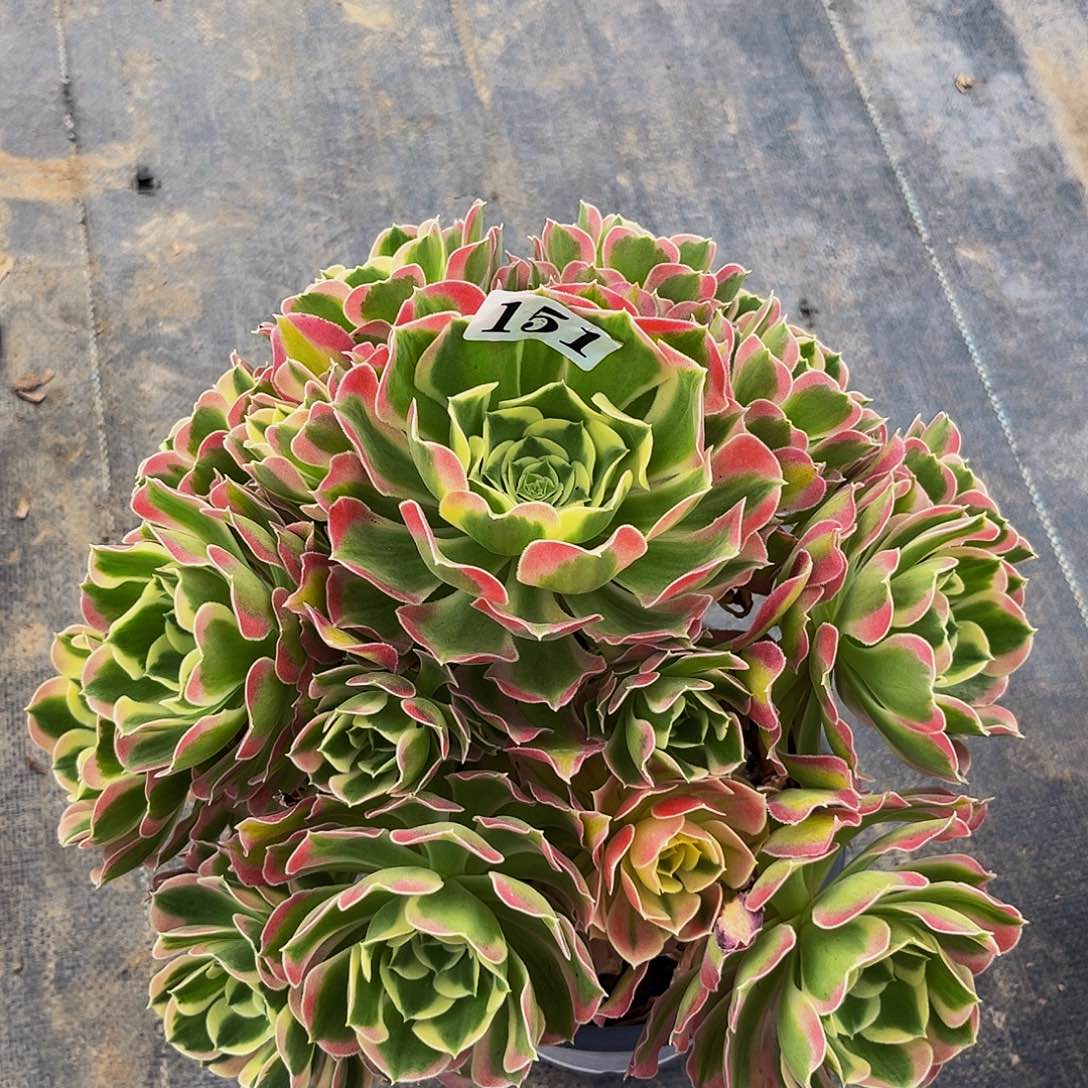 151白凤老庄开播福利价