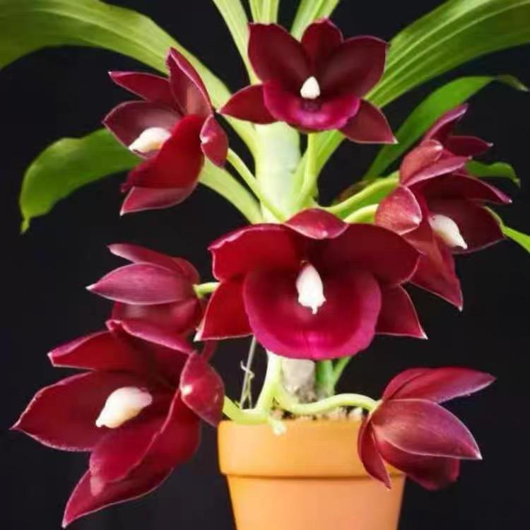 飘唇兰现货Catamodes Black Magic黑色魔法师瓢唇x妖精黑红色花