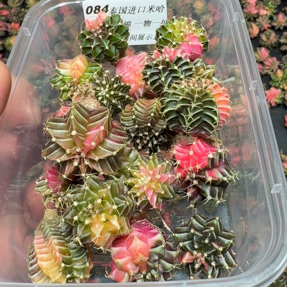 爽***米哈实生自然锦泰国进口84