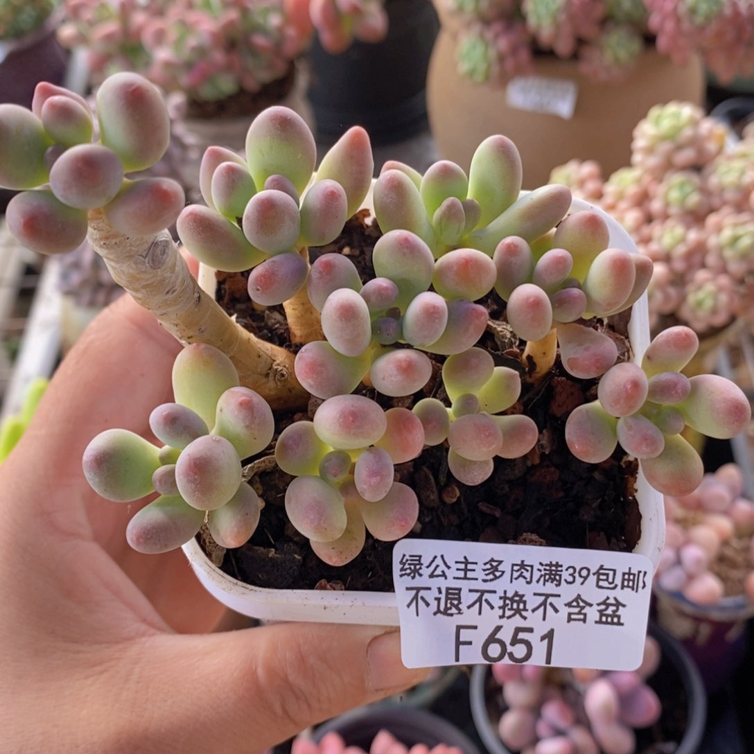 一代苹果奶老桩8cm651多肉植物