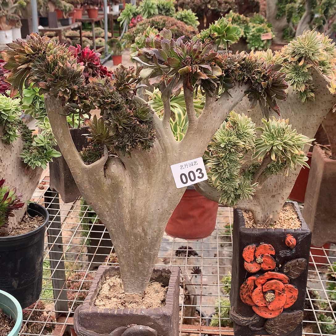 003灰色法师缀化