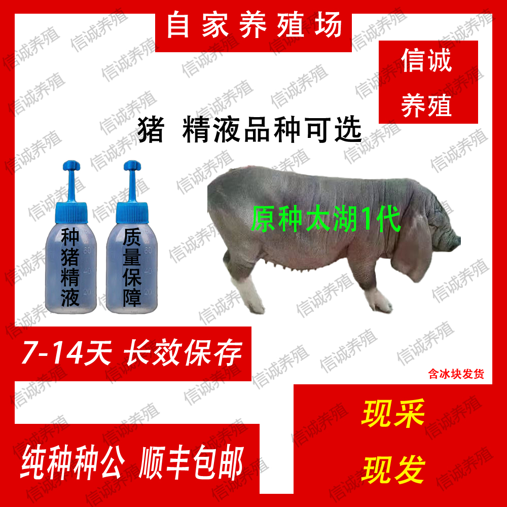 太湖公猪猪精一件包邮包对版生态养殖批发猪用耗材输精管
