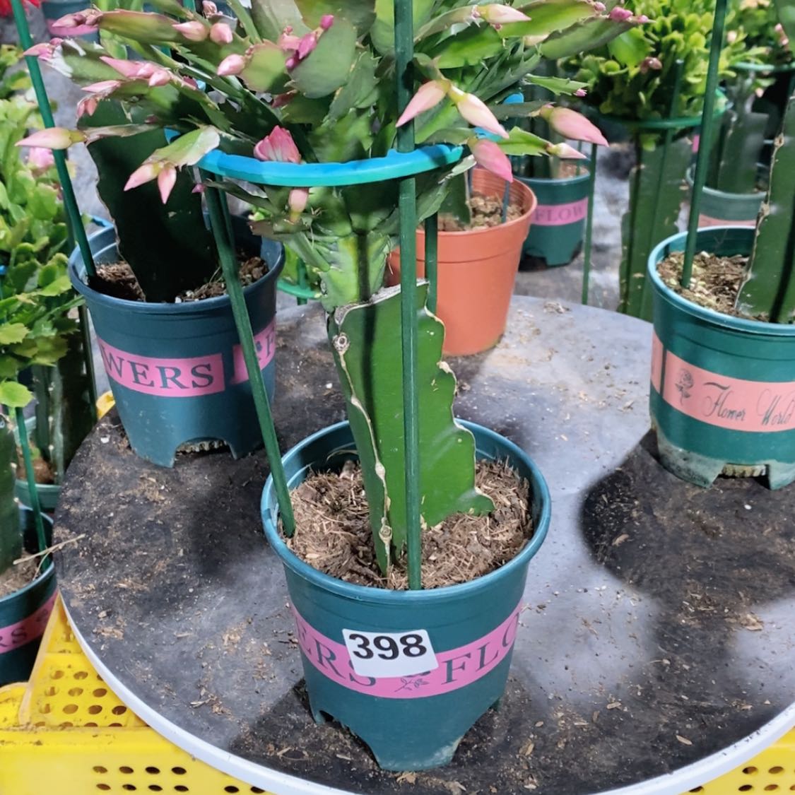 【闪购商品】当前无花朵，栽培后可花朵毛**妈398嫁接068