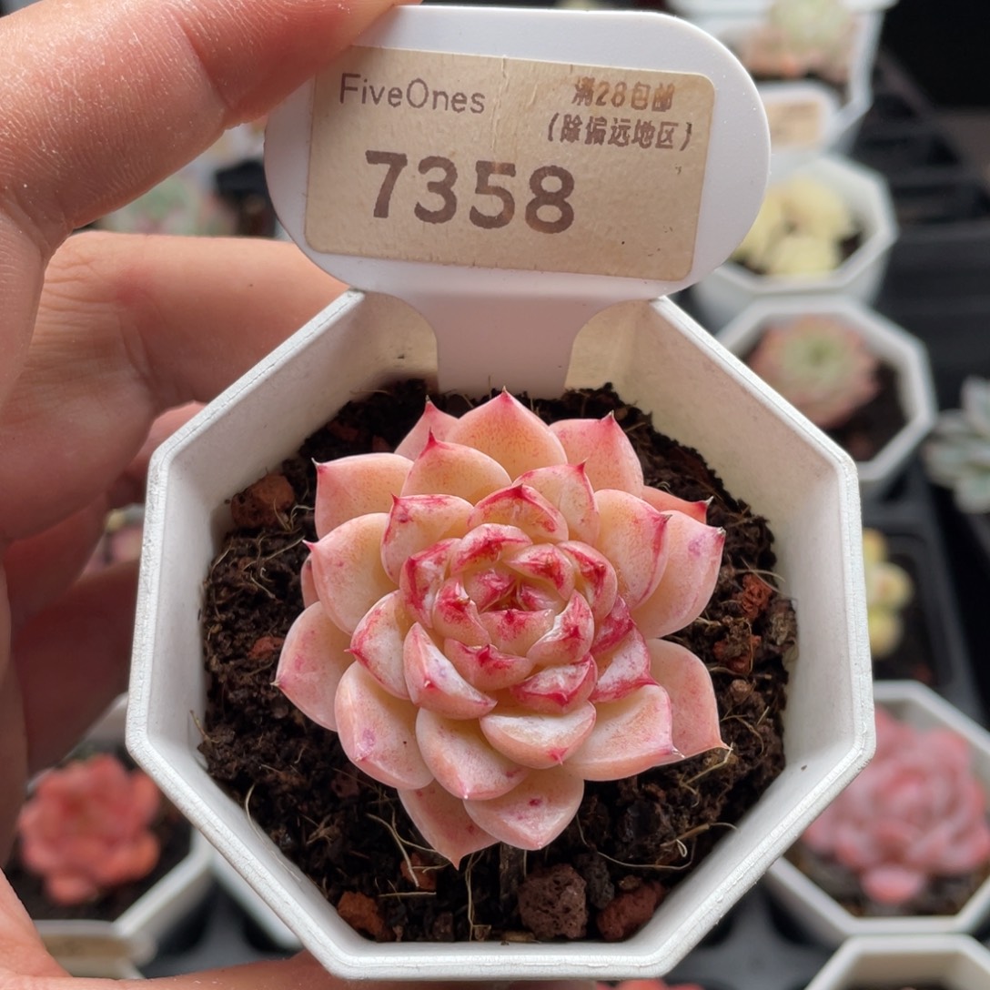 天鹅绒7358-4.5厘米