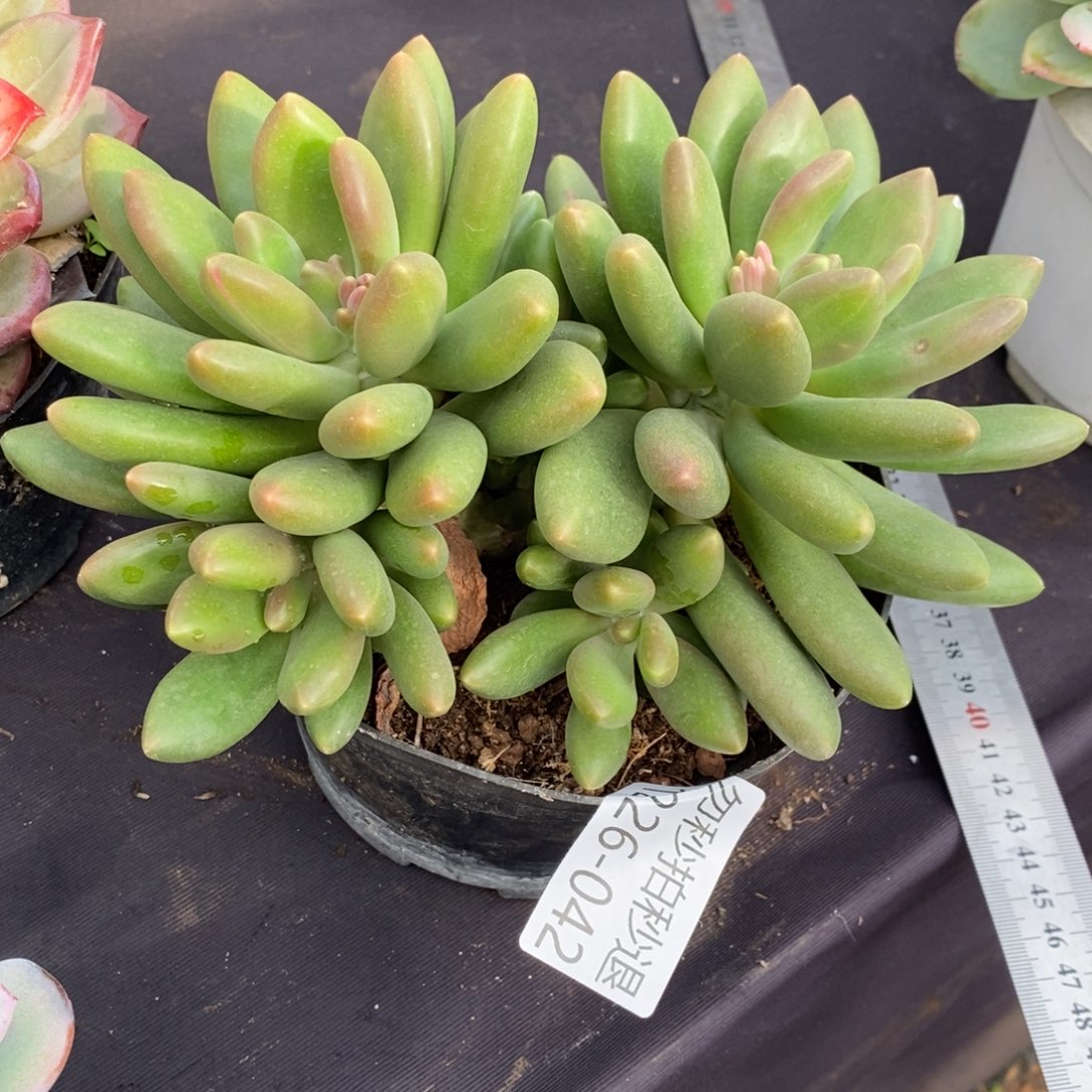 两单包邮1226-42芒果奶