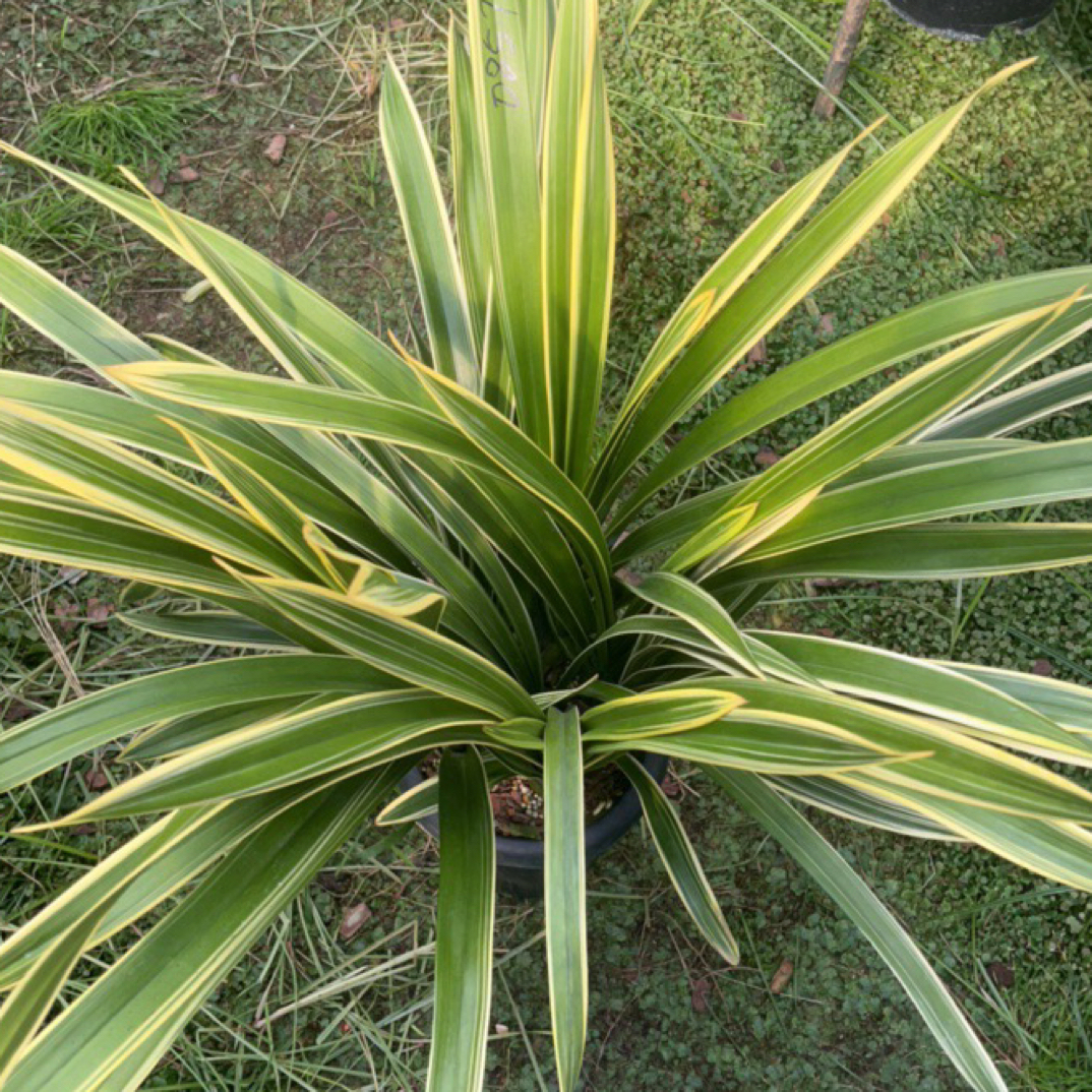 （小苹果家）金边红袍大花蕙兰。云南基地直发