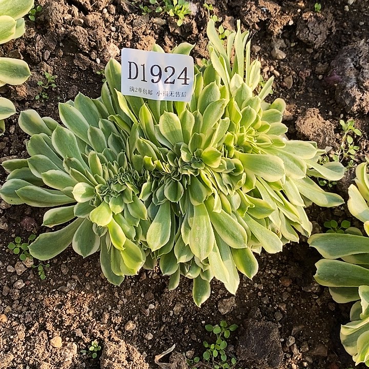 1924绿豆沙缀化多肉