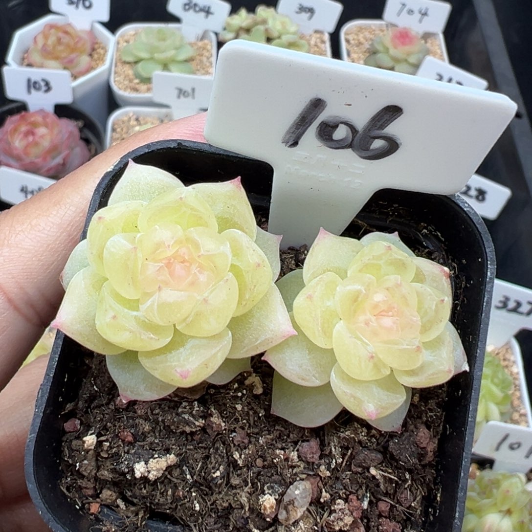 Y***e106号财富密码8888