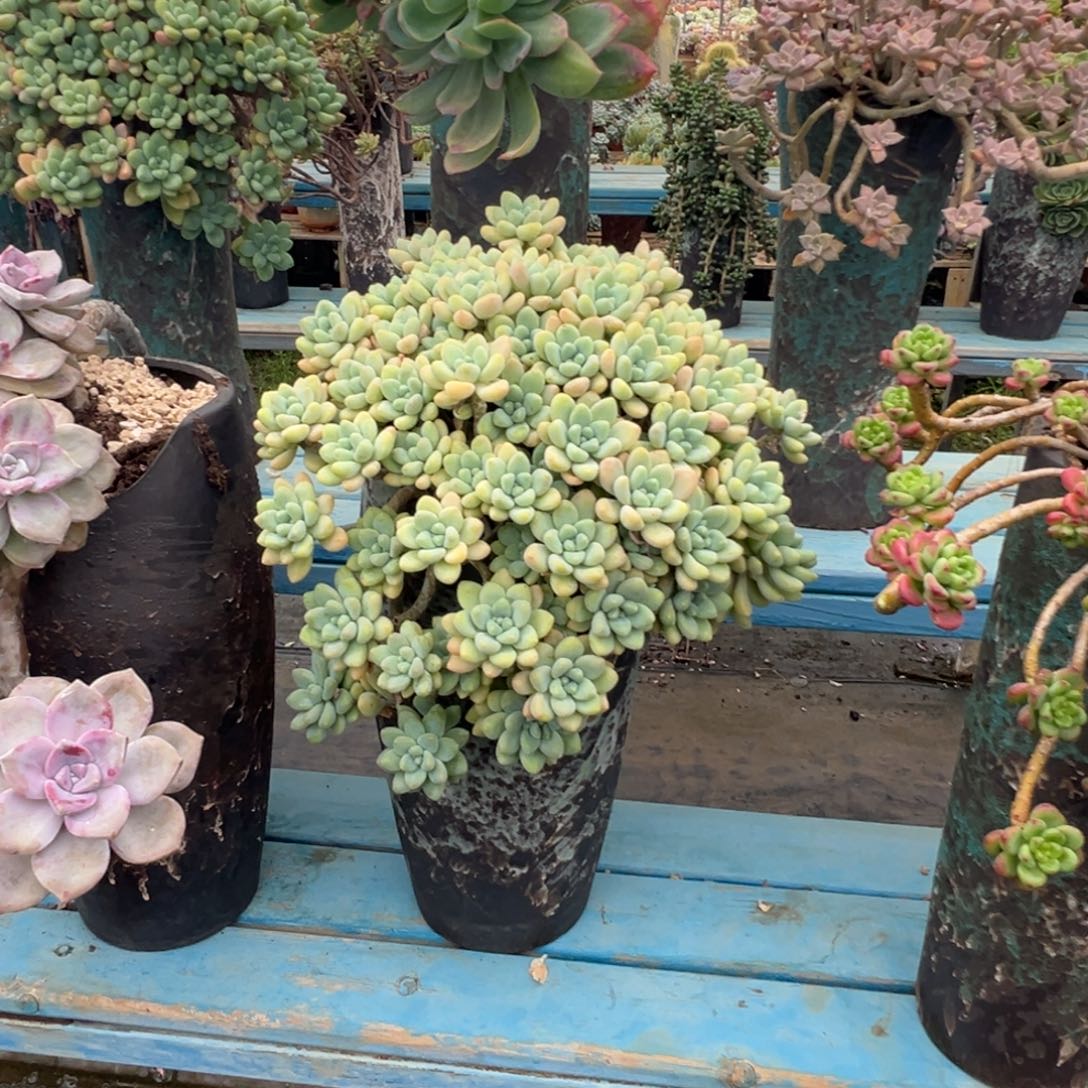 精品雪酪蛋糕妖桩裸根 轻微掉叶