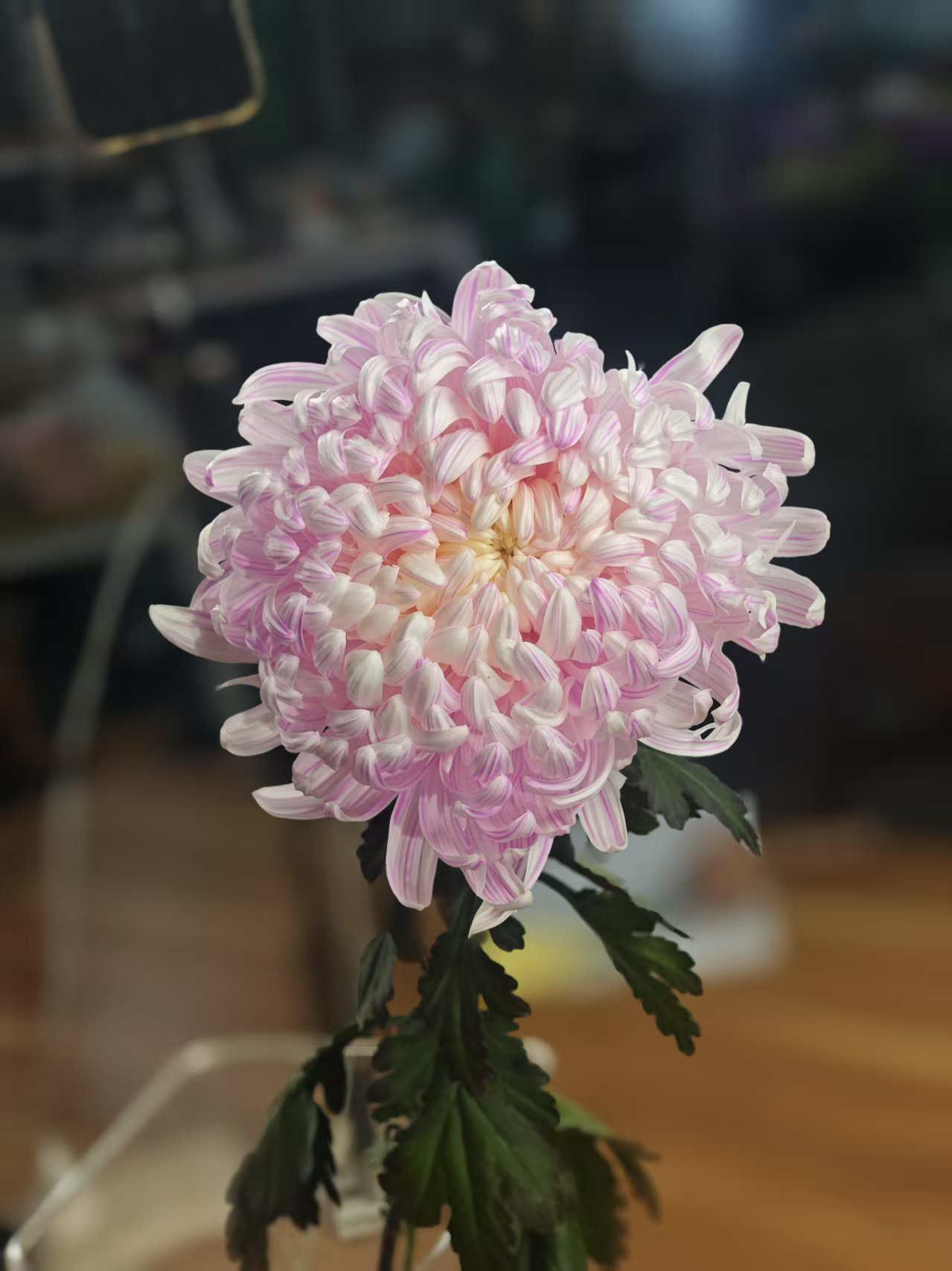 吸色樱花粉菊云南品质鲜花 任意两单发顺丰