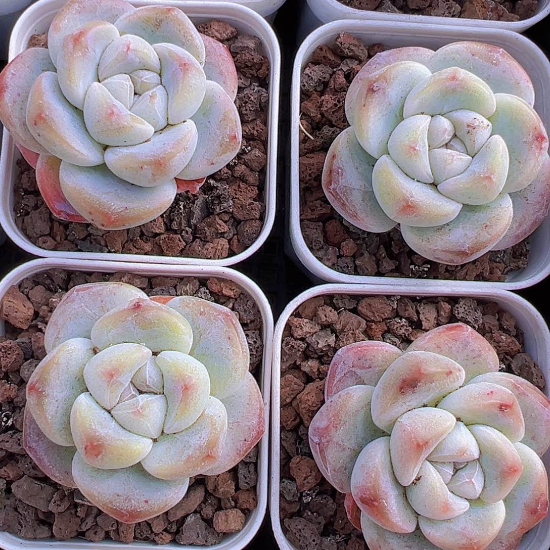 5.5盆单头精品冰玉2颗