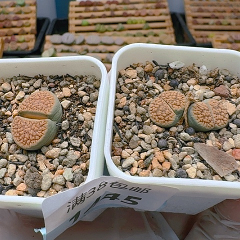 喵*犟1445朝贡玉汗血宝马带盆土