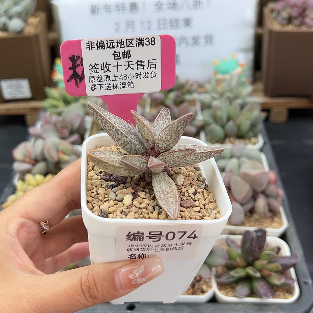 074红太平多肉植物