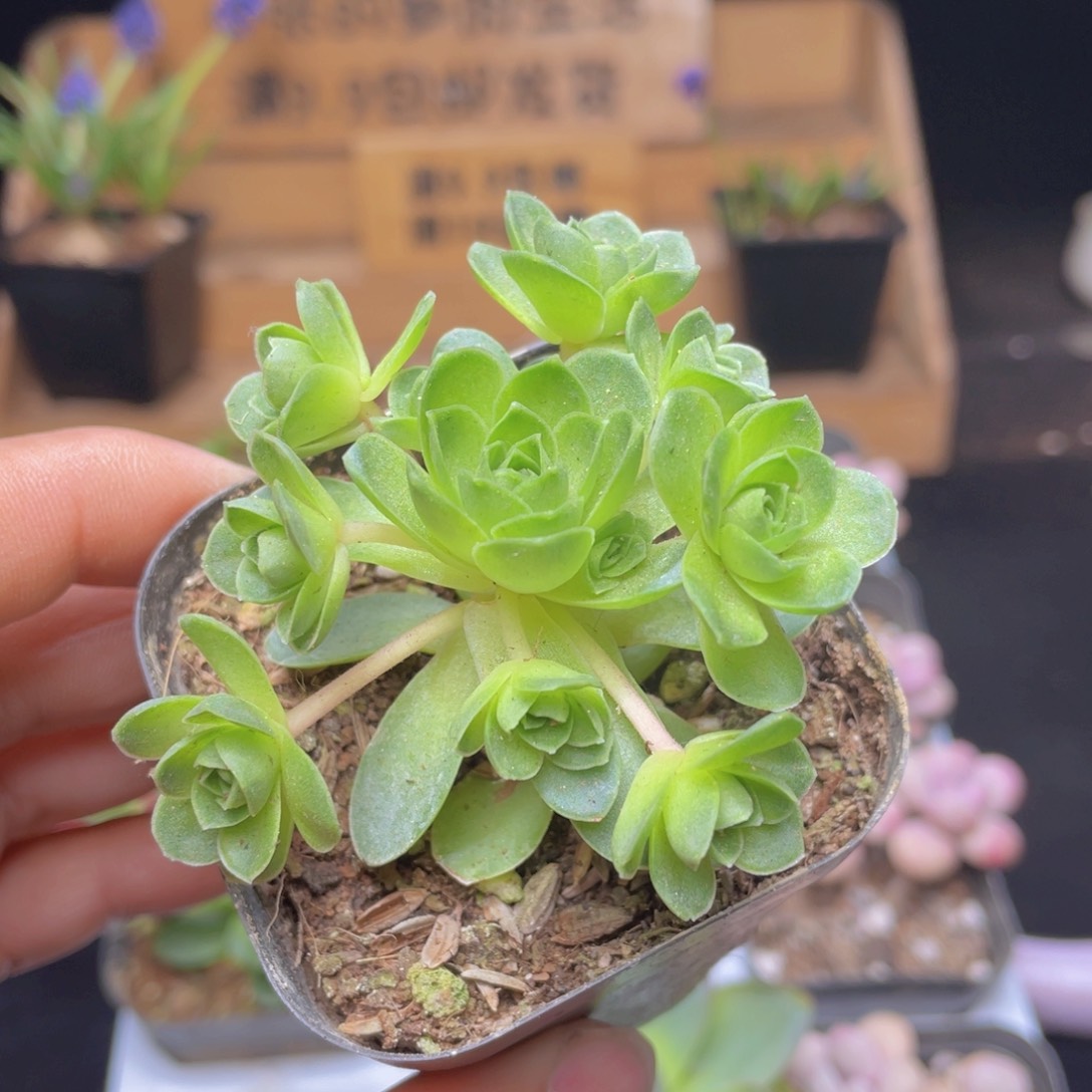 黄金山地玫瑰多肉9.9包邮发货