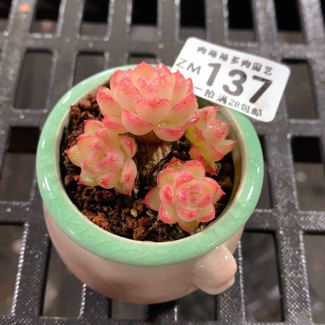 肉萌萌拇指盆精控多肉ZM137